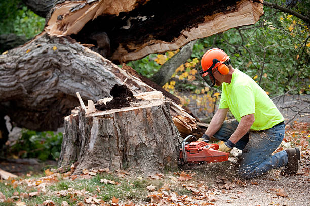 Best Affordable Tree Service  in Valley Forge, TN